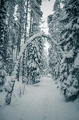 Image showing Winter snow covered trees. Viitna, Estonia. 