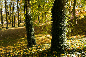 Image showing autumn colors in park