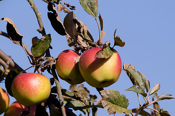 Image showing red Apple on the tree branch