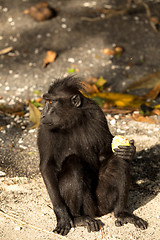 Image showing portrait of Celebes crested macaque, Sulawesi, Indonesia