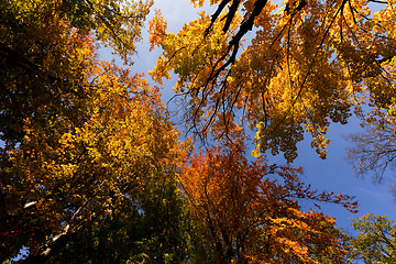 Image showing autumn tree top on blue sky