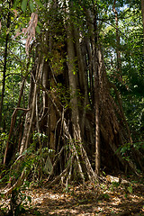 Image showing massive tree is buttressed by roots Tangkoko Park