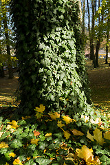 Image showing autumn colors in park