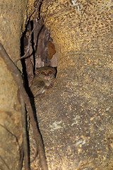 Image showing Tarsius spectrum,Tangkoko National Park, Sulawesi