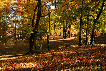 Image showing autumn colors in park