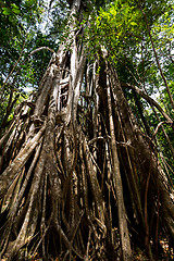 Image showing massive tree is buttressed by roots Tangkoko Park