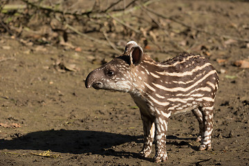 Image showing baby of the endangered South American tapir