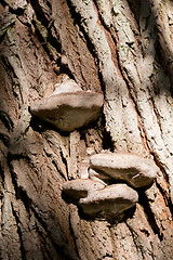 Image showing autumn mushroom