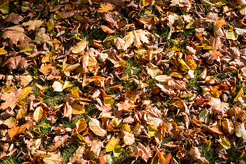 Image showing autumn colors in park