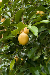 Image showing raw Nutmeg hanging on nutmeg tree, North Sulawesi