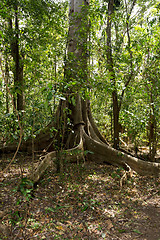 Image showing massive tree is buttressed by roots Tangkoko Park