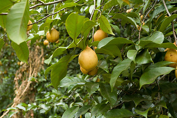 Image showing raw Nutmeg hanging on nutmeg tree, North Sulawesi