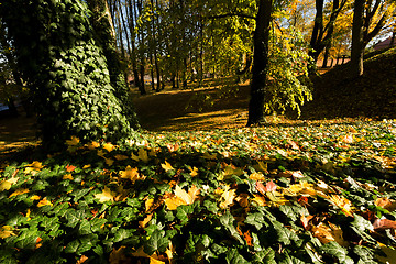 Image showing autumn colors in park