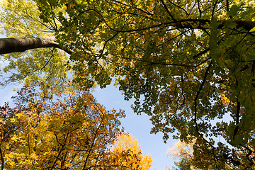 Image showing autumn tree top on blue sky