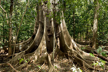 Image showing massive tree is buttressed by roots Tangkoko Park