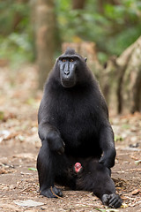 Image showing portrait of Celebes crested macaque, Sulawesi, Indonesia