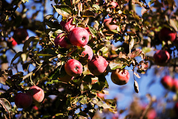 Image showing red Apple on the tree branch