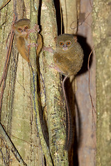 Image showing Tarsius spectrum,Tangkoko National Park, Sulawesi