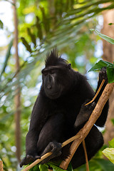 Image showing portrait of Celebes crested macaque, Sulawesi, Indonesia