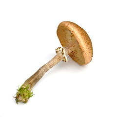 Image showing Honey mushroom
