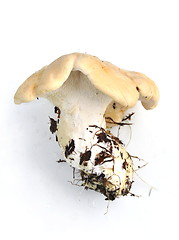 Image showing Hedgehog mushroom