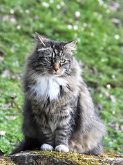 Image showing Forest cat