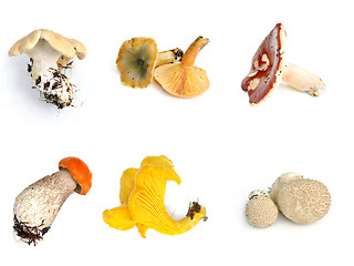 Image showing Mushroom poster