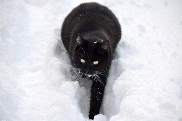 Image showing black cat