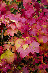 Image showing Autumn Leaf with many color