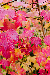 Image showing Autumn leaf with red berry and many color