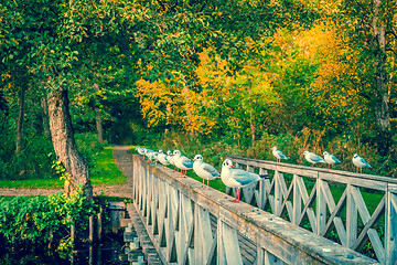 Image showing Seaguls on a small bridge