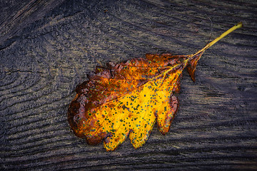 Image showing Autumn leaf in yellow and brown color