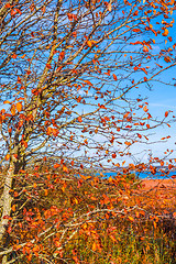 Image showing Red leaves on a tree