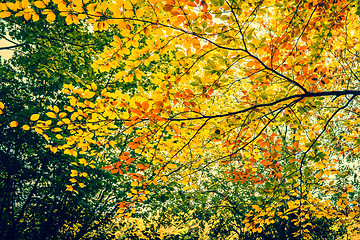 Image showing Autumn leaves in the forest