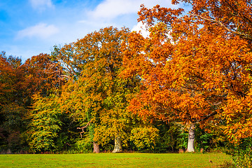 Image showing Trees in autumn colors in a park