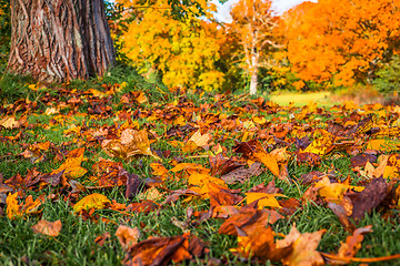 Image showing Colorful autumn leaves in a park