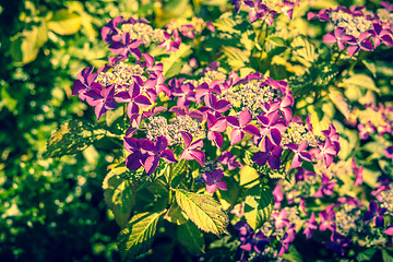 Image showing Purple flowers in a green garden