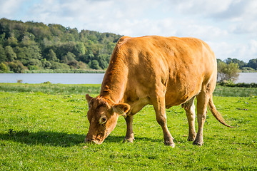 Image showing Cow eating fresh green grass