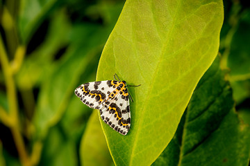 Image showing Harlekin butterfly on a big green leaf