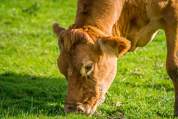 Image showing Close-up of a grazing cow