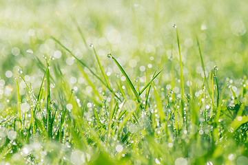 Image showing Fresh grass with dew