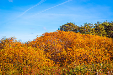 Image showing Colorful trees in the fall