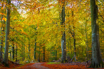 Image showing Trees with warm colors in the fall