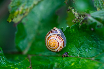 Image showing Common snail on a green leaf