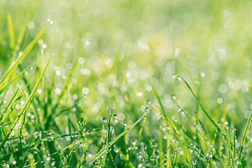 Image showing Dew in green grass