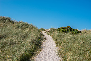 Image showing Beach path with green grass