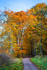 Image showing Nature trail going into a forest