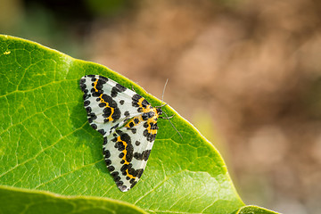 Image showing Abraxas grossulariata butterfly sitting on a leaf