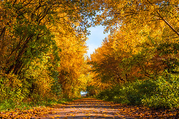 Image showing Nature path in the autumn