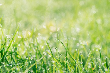 Image showing Grass with droplets in the sun